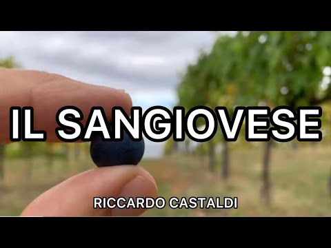 Vite. Il Sangiovese