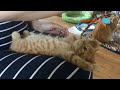 Video 'Kotě dělá sedy-lehy'