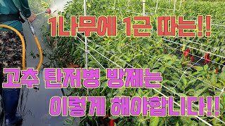 장마기간에는 방제를 이렇게 해야 탄저병을 예방합니다, 고추농사 잘 짓는 방법!!!