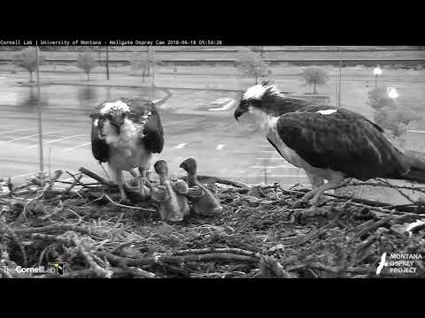 Sunrise Fish Delivery By Louis On Hellgate Osprey Cam – June 18, 2018
