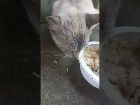 som satisfatório com o magrão ea nevinha