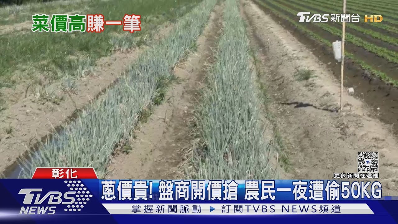 彰化蔥田半夜遭「割光光」　農民心痛：綠色黃金看得到吃不到