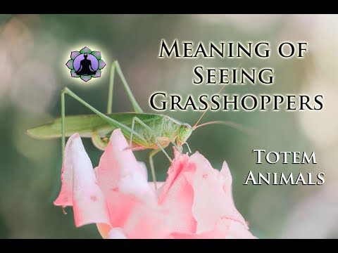 image-What does a grasshopper in your house mean?