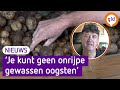 Aardappelen te vroeg geoogst door strengere milieuregels