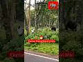 Elephant Chasing Attacks Man To Killed हाथी का हमला Munnar Kl India Elephant Att