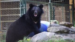 The bears you saved in 2017