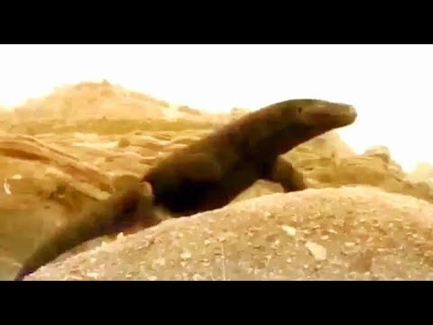 Mega beasts monsters resurrected - episode 6 - giant ripper (part 1)