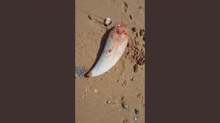 Download lagu Mosasaurus mp3