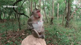 What Monkey Cry - Cry Nearly Give Birth Or Very Old Or Sick