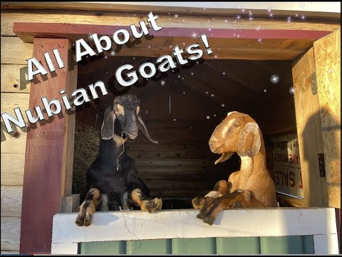 , title : 'All about Nubian goats!'