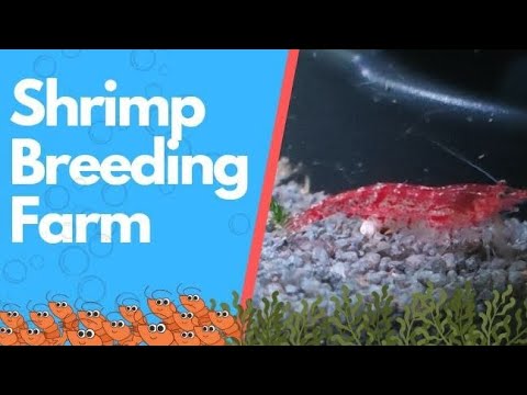 How to breed cherry shrimp easily!