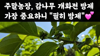 주말농장, 감나무 개화전 방제 