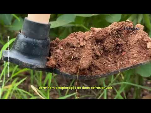 🌾 Oportunidade em Nova Rosalândia, Tocantins! 🌱