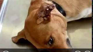 【寄生虫】にゅるにゅるお【グロ動画】(magott in dog  )