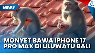 VIRAL Aksi Monyet di Uluwatu Bali, Pegang Iphone 17 Pro Max Ternyata Ambil Milik Wisatawan