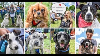 All Dogs Matter Great Hampstead Bark Off Dog Show