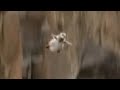 Chicks Jump Off Cliff To Dream On