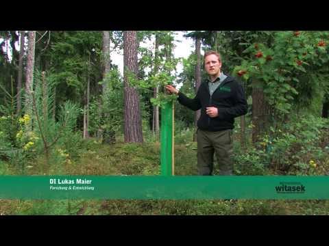 Baumschutz DuoTub von Witasek PflanzenSchutz GmbH