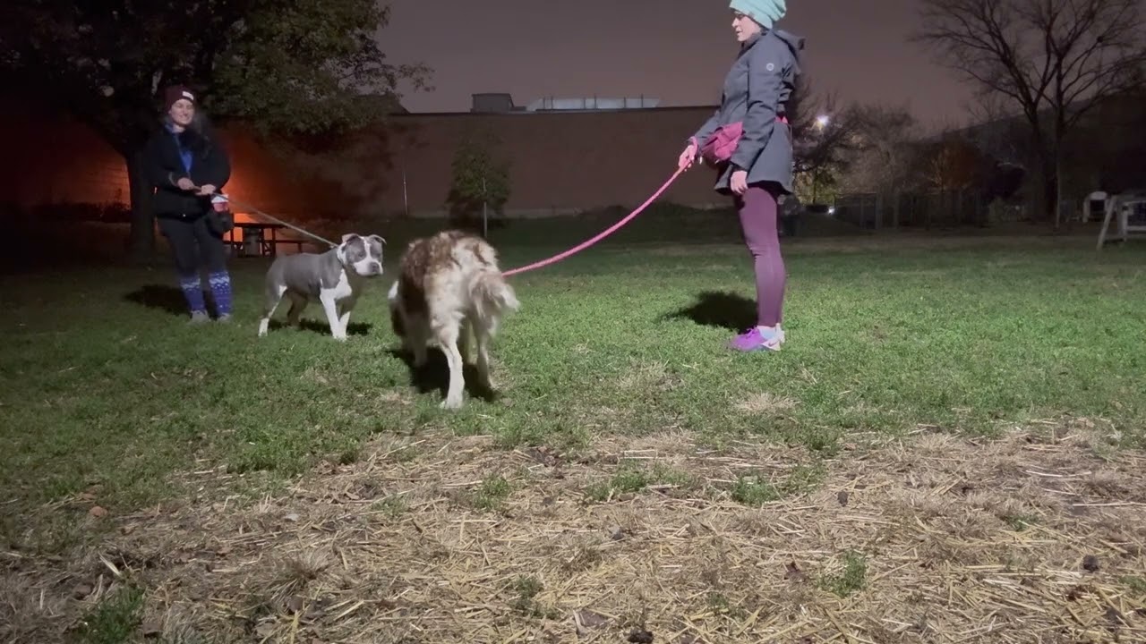 Enlarge Bluto, a ADOPTABLE Pit Bull Terrier in Chicago, IL video 4/4