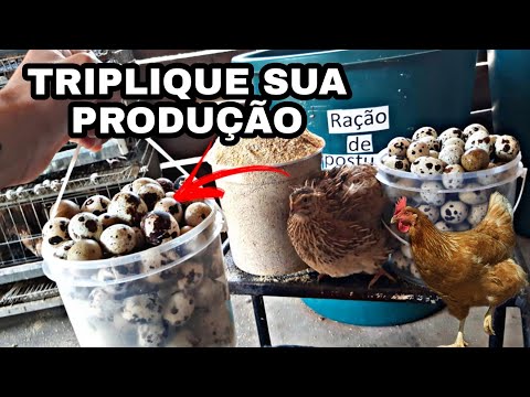 , title : '🛑 COMO AUMENTAR A PRODUÇÃO DE OVOS DAS AVES??????'