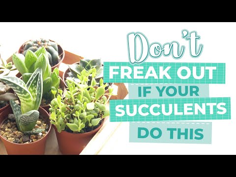 Signs that show your succulents don't have any serious issue | Succulent Care Guide 101