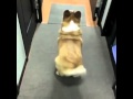 DOG TWERKING VINES