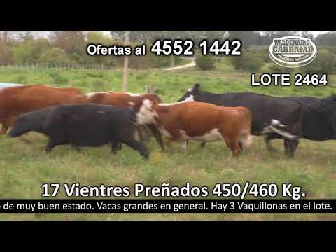Lote 17 Vaquillonas Vacas Preñadas 5 AA c/  HO,  3 NO c/  HO,  2 HE c/  RA,  2 AA,  2 HE c/  HO,  1 RA,  1 HE y 1 NO c/  HE. 450kg -  en Valdense