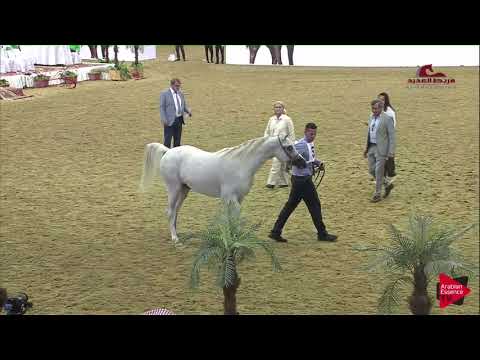 N 53 NAYLA AL NASSER   2019 Al Shaqab Arabian Horse Show Festival   Fillies 2 Years Old Class 3A