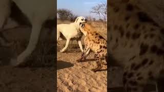 Can the hyena fight back against the dog? Wild showdown unleashed #animals #wildlife #nature