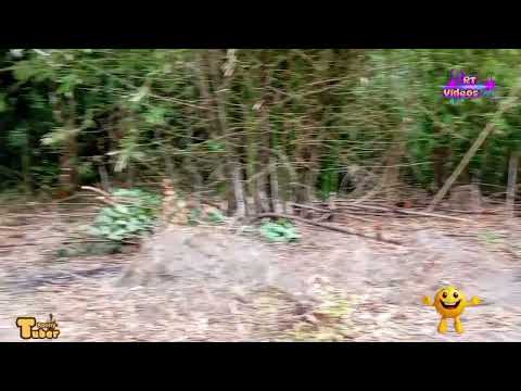 Brasilândia ✌️ interior de São João da Ponta 