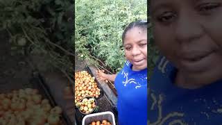 Growing Tomatoes without soil in Onitcha Nigeria