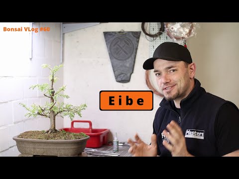 Meibe Eibe - Gemeine Eibe (Taxus baccata) [Umtopfen & Rückschnitt] | Bonsai VLog #60
