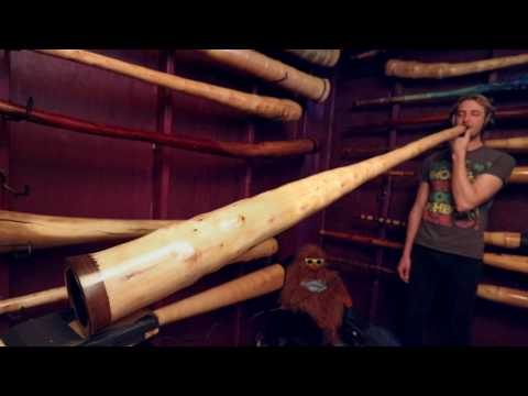 Fat Neck Multidrone Didgeridoo in C# - WM044