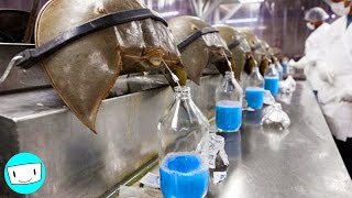 Top 10 Most Expensive Liquids In The World