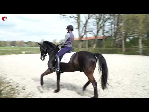 Ecken reiten: Das Wundermittel im Dressurviereck - www.Dressurtrainer-Isselhorst.de