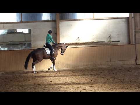 4jähriger Wallach von Blue Hors Romanov FOR SALE