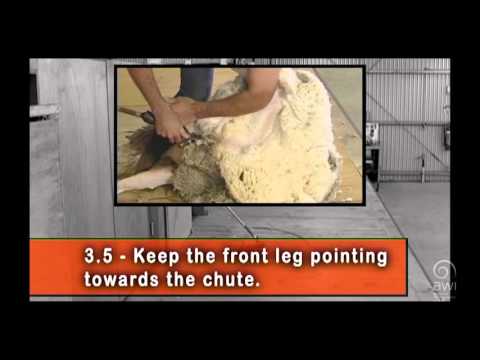 AWI Novice - Shearing Positions - Neck and Shoulder - Shearing Instructions