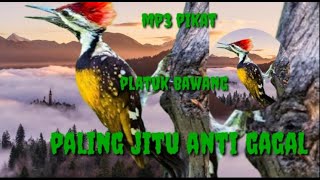 Download lagu MP3 pikat pelatuk bawang paling jitu anti gagal@sutik channel.part 06 mp3