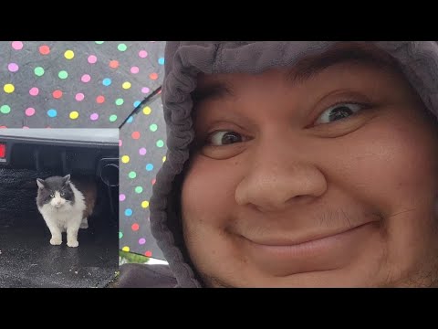 I LIKE THE RAIN 2 + Feeding Cream during the rain 🌧🐈