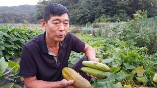 노각오이 맛이좋고 벌써 잘 따서 먹고있습니다. 병해충에 강하고 가꾸기가 어렵지않습니다.