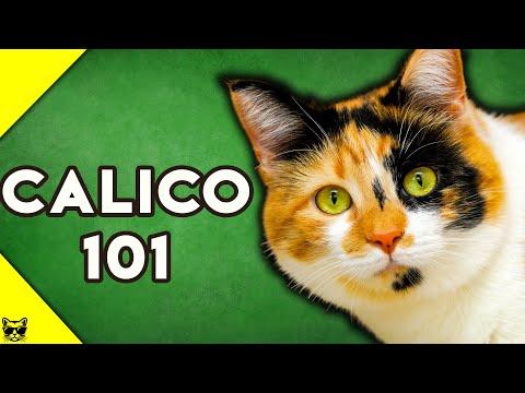 Calico Cats 101 - Everything You Need To Know About Calico Cats