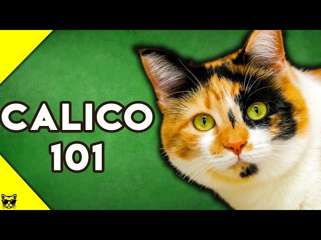Προφορά βίντεο calico στο Αγγλικά