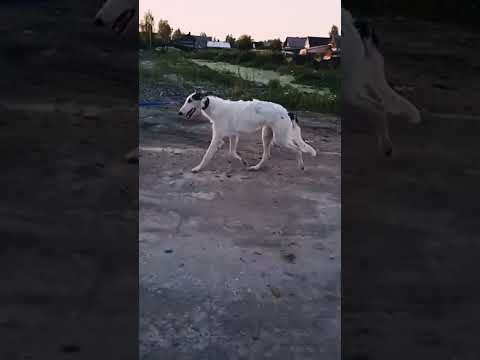 Barsoi Welpe kaufen