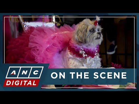 LOOK: Dogs dress up for 10th Annual Puppy Prom ANC
