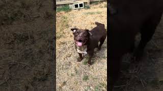 Video preview image #1 American Staffordshire Terrier-Colonial Cocker Spaniel Mix Puppy For Sale in Jackson, MS, USA