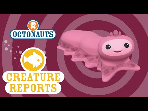 Creature Report - Snot Sea Cucumber