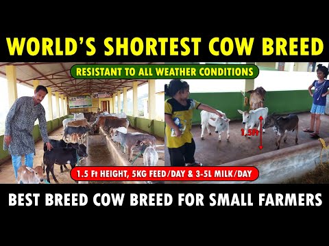 , title : 'Worlds SHORTEST Cow Breed | 1.5 Feet Height and 3 to 5 Liter Milk per Day | PUNGANUR COW'