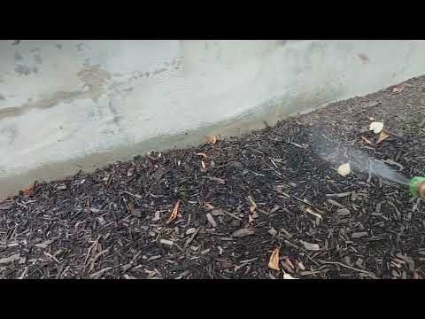 Bait Station Loaded with Ants in Rocky Hill, NJ