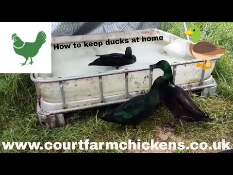 , title : 'Basic duck setup - keeping ducks at home - Raising ducks for beginners'