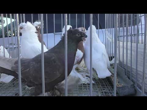 29.12.19. Птичий рынок г Кропоткин ( ч4) Bird Market Mr. Kropotkin (p4)